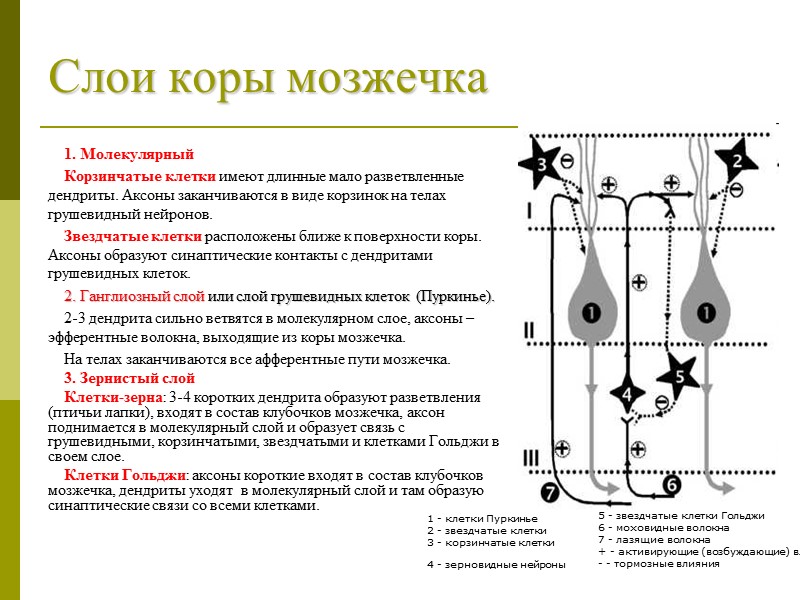 Слои коры мозжечка 1. Молекулярный Корзинчатые клетки имеют длинные мало разветвленные дендриты. Аксоны заканчиваются